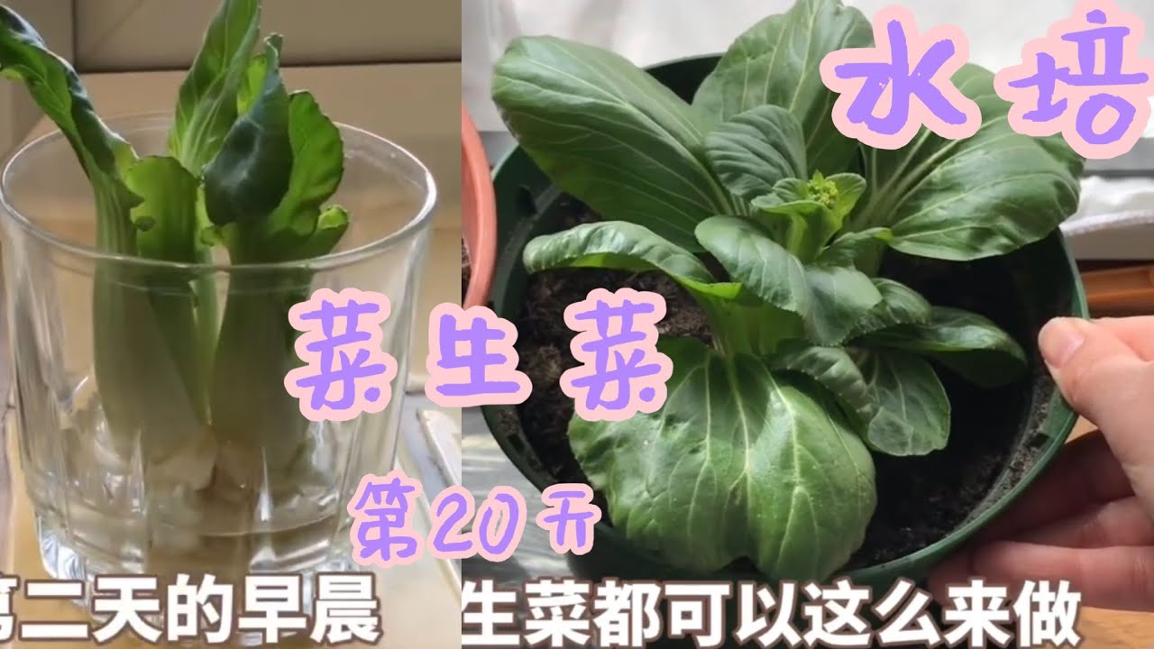 油菜种植免费视频下载完的指南：从种子选择到收莲所有知识