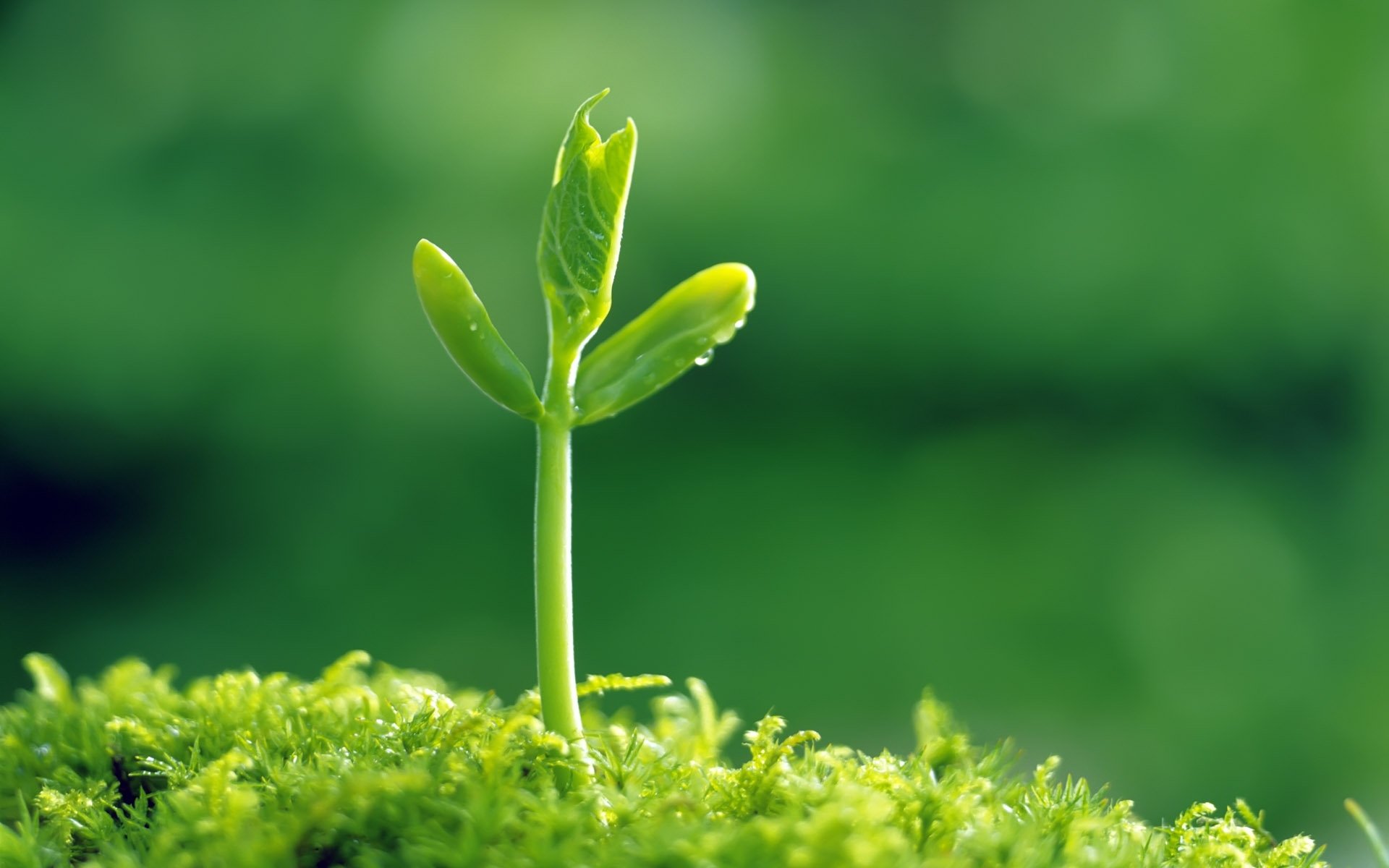 萱草花百度云免费下载：资源风险与赏花指南