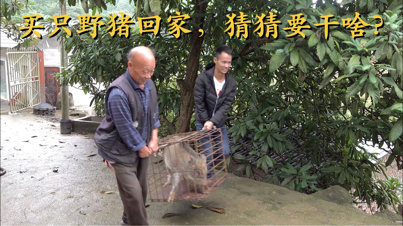 小猪伯特54集免费下载：完整版方法及权益及隐顾