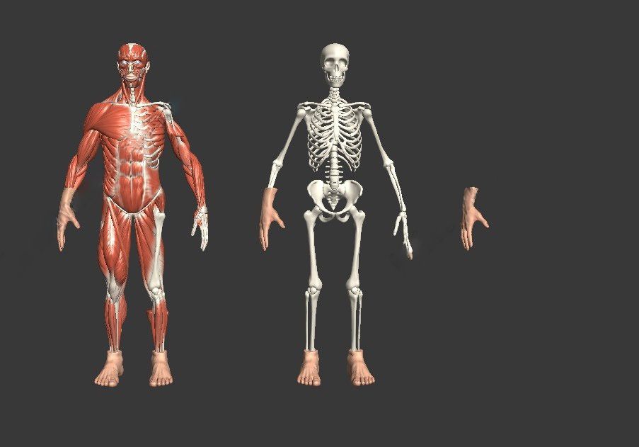 3D人体模型库免费下载资源大全：优缺点、风险及未来趋势详解