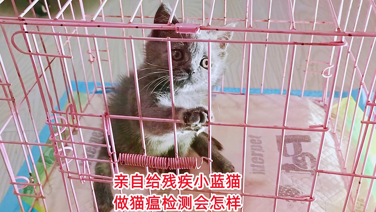 蓝猫视频追剧免费下载：风险与挑战并存的免费追剧途径