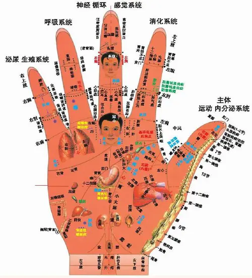 五官与经络免费下载视频：全面解析中医经络与五官关系的免费学习资源