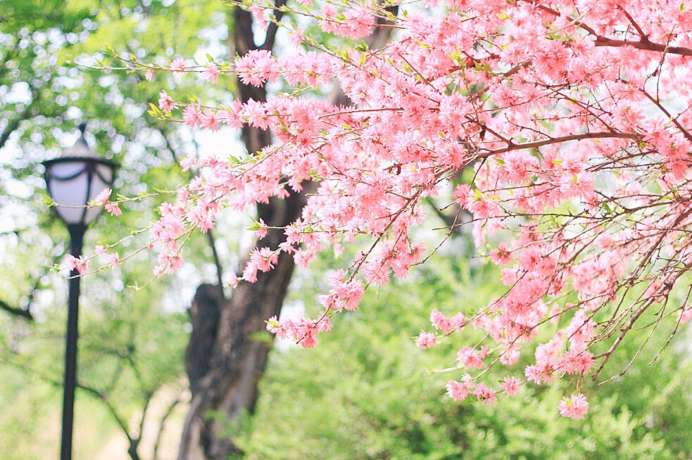 花季一天免费三次下载：深度解析其背后的技术、商业模式及社会影响