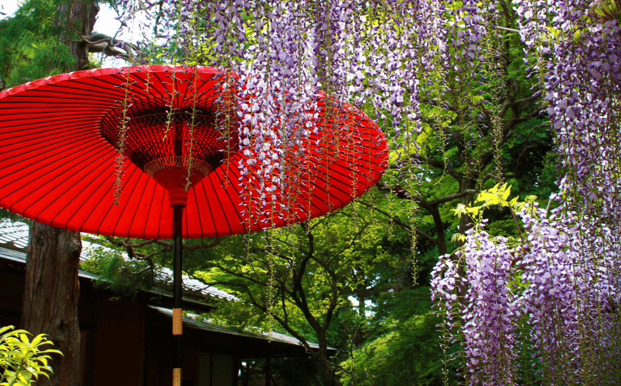 探秘《我有一座百草园》免费下载途径与风险：资源获取、版权保护及未来趋势