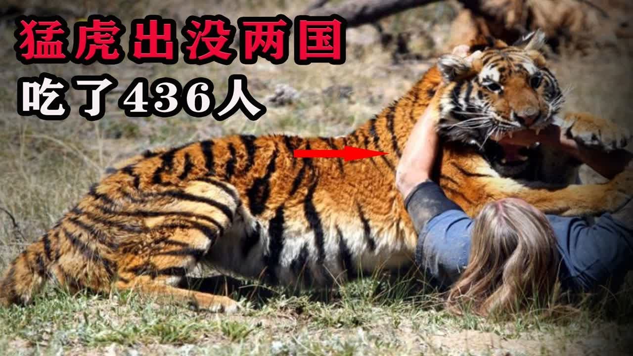 免费猛虎下载：资源获取、安全风险与未来趋势深度解析